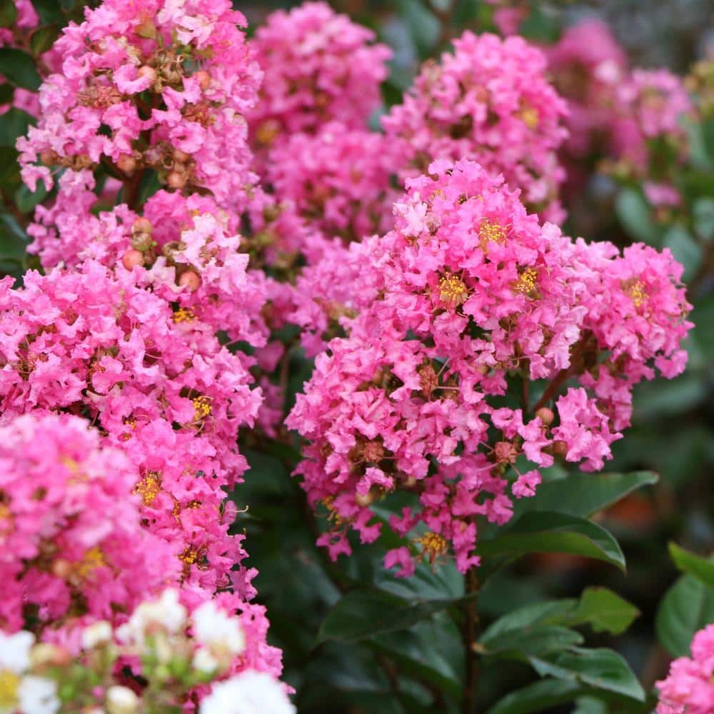 3 gal. Crape Myrtle Miami Shrub with Pink Flowers - Hercitys