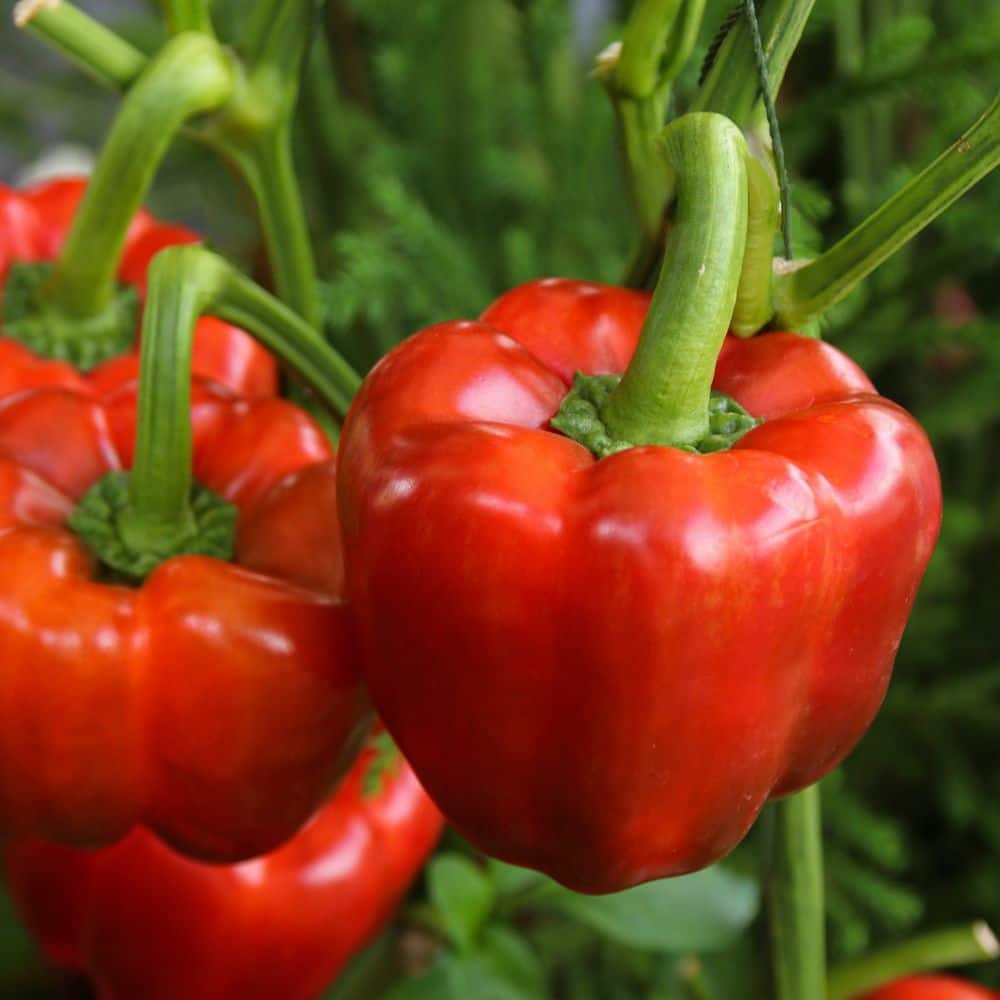 2.5 in. Chile Pepper Touchdown Plant (3-Pack) - Hercitys