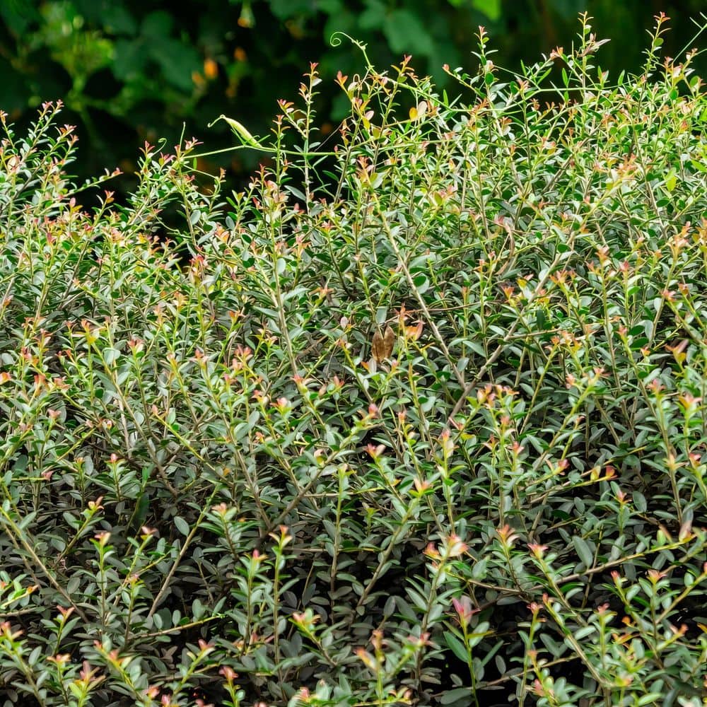 2.5 qt. Holly Dwarf Yaupon Shrub - Hercitys