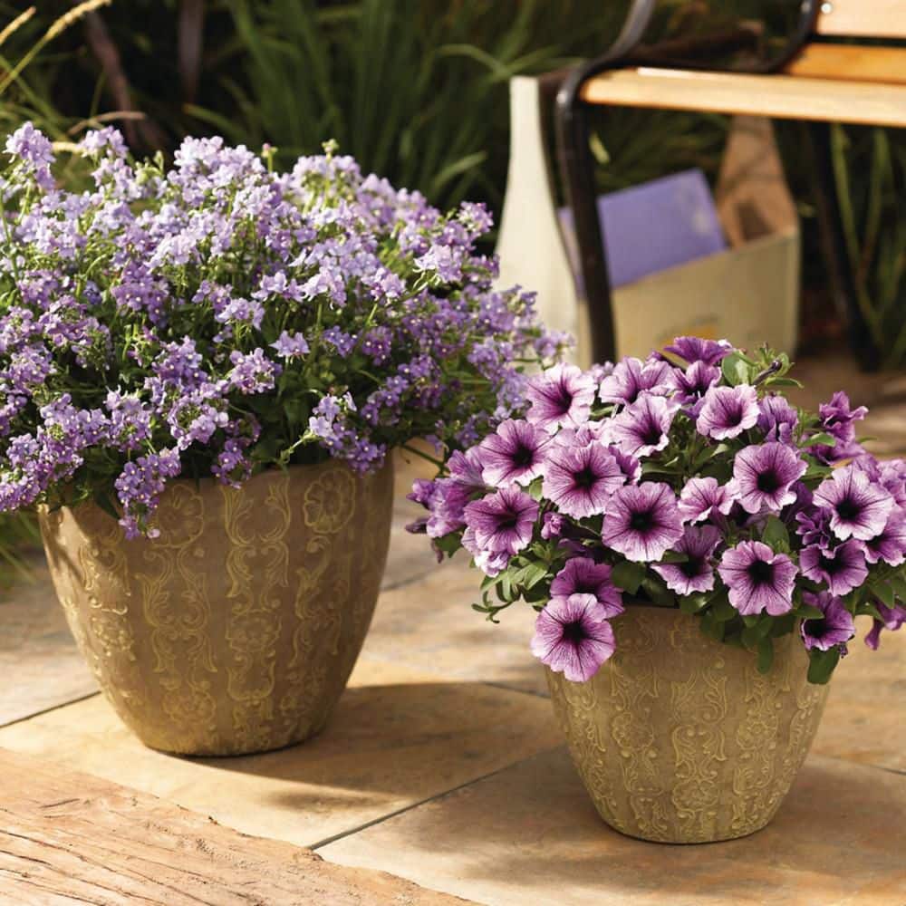 4.25 in. Eco+ Grande Bluebird Nemesia (Nemesia Fruticans) Live Annual Plant with Purple Flowers 4-Pack - Hercitys