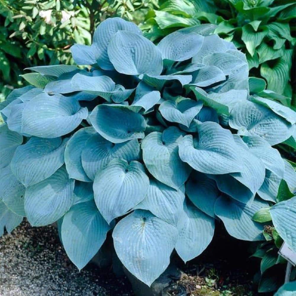 2.5 Qt. Blue Hosta Live Flowering Shade Perennial Plant - Hercitys