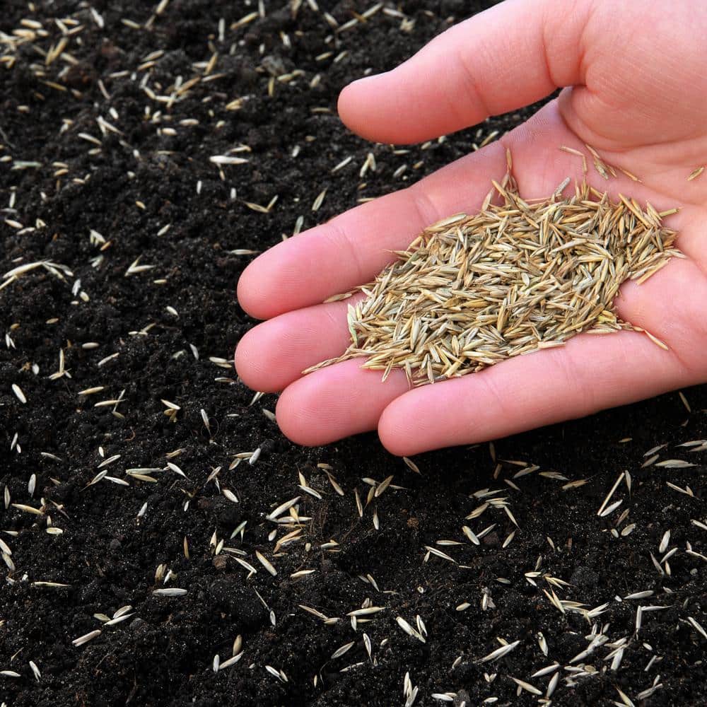 50 lbs. Perennial Ryegrass Blend - Hercitys