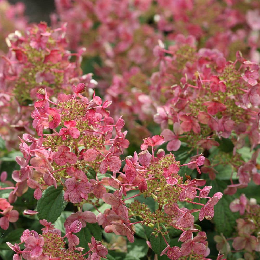 2 Gal. Little Quick Fire Hydrangea Shrub with White Flowers - Hercitys
