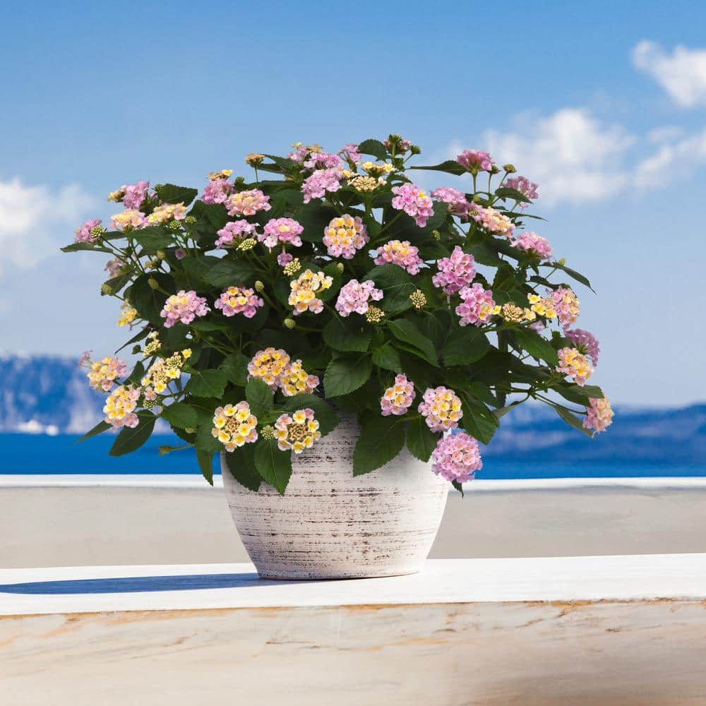 2.5 in. Lantana Bloomify Pink Plant in Grower Container (3-Piece) - Hercitys