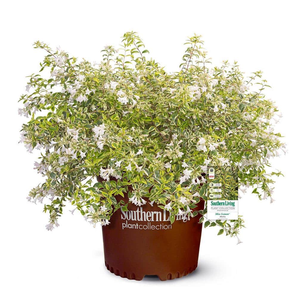 2 Gal. Miss Lemon Abelia Plant with Bright Variegated Yellow Foliage - Hercitys