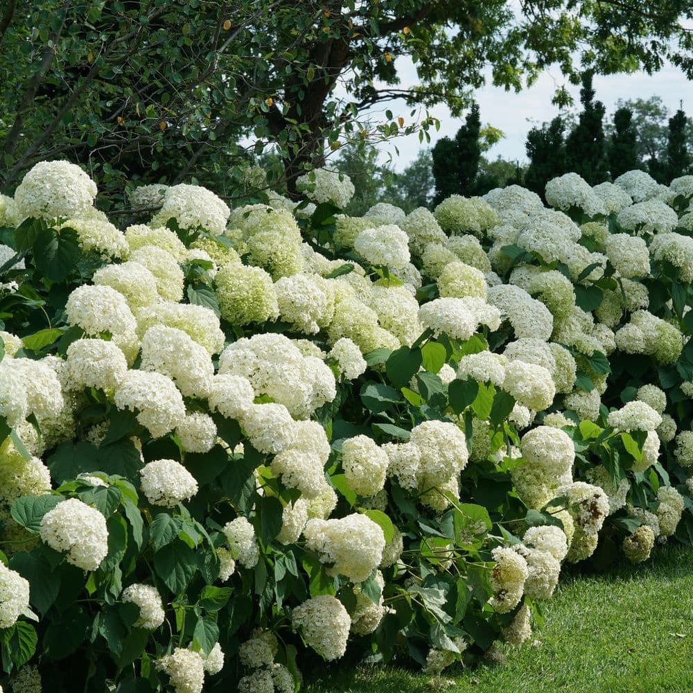 4.5 in. Qt. Incrediball Smooth Hydrangea, Live Shrub, Green to White Flowers - Hercitys