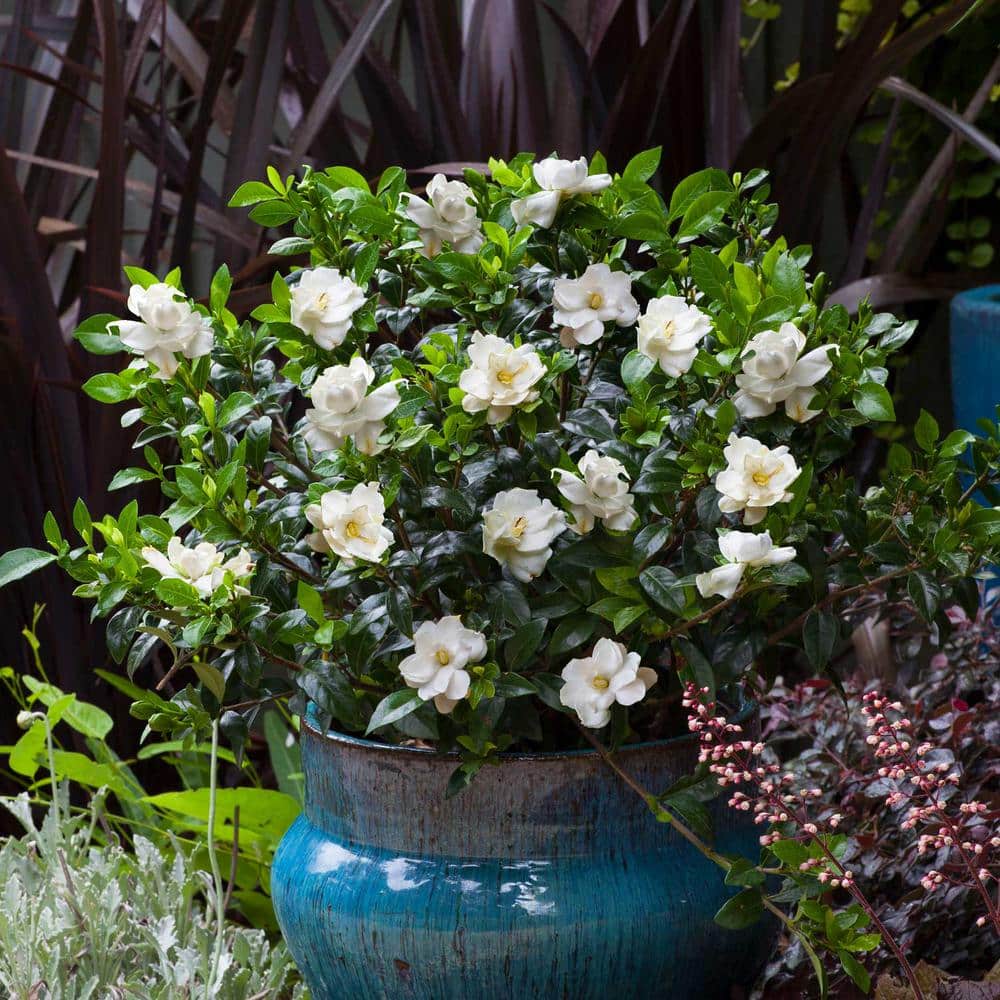 2 Gal. Jubilation Gardenia, Live Evergreen Shrub, White Fragrant Blooms - Hercitys