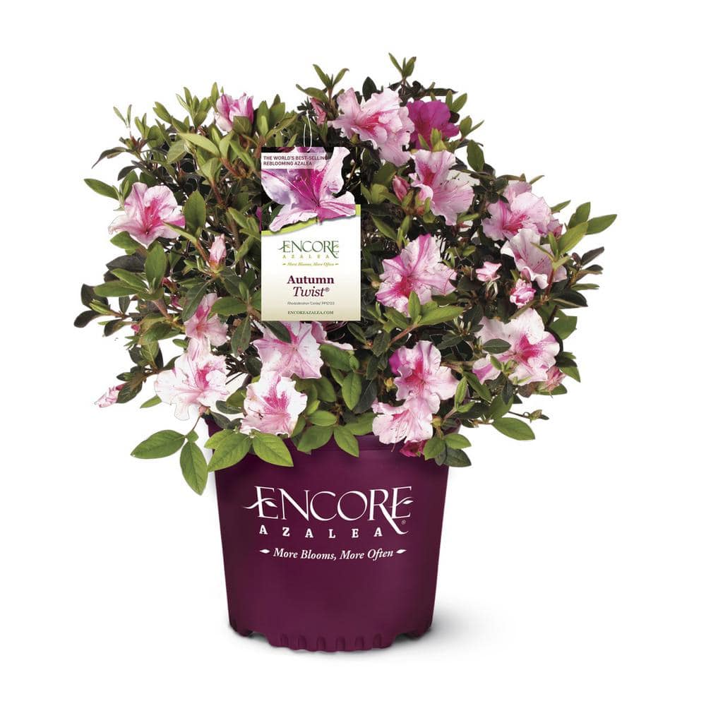 1 Gal. Autumn Twist Shrub with Purple and White Reblooming Flowers - Hercitys