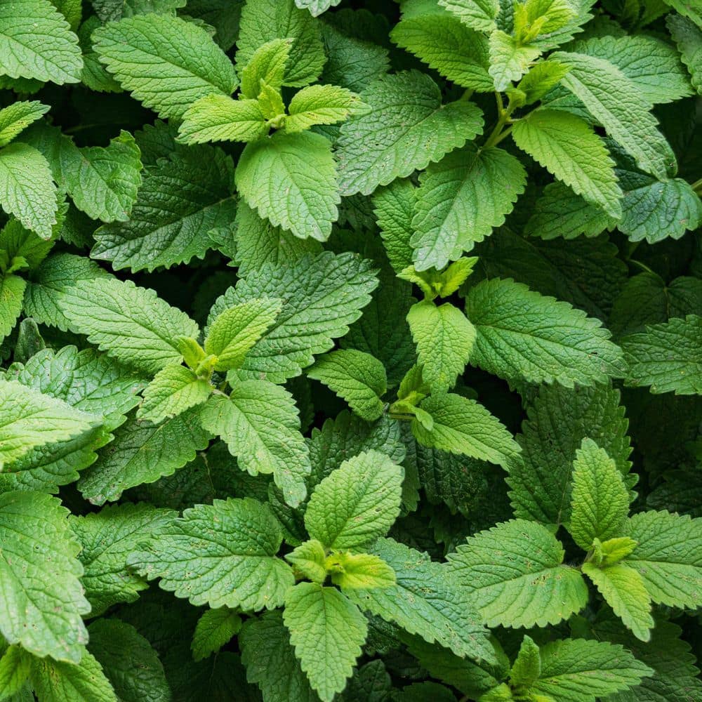 2.5 in. Spearmint Mint Plant (3-Pack) - Hercitys