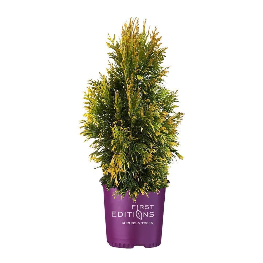 2 Gal. Lemon Burst Arborvitae Evergreen Shrub with Golden Foliage - Hercitys