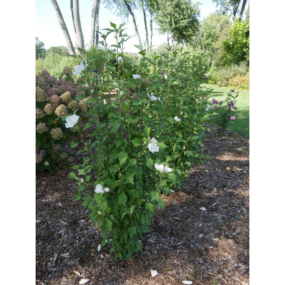 1 Gal. Purple Pillar Rose of Sharon (Hibiscus) Live Shrub, Purple Flowers - Hercitys