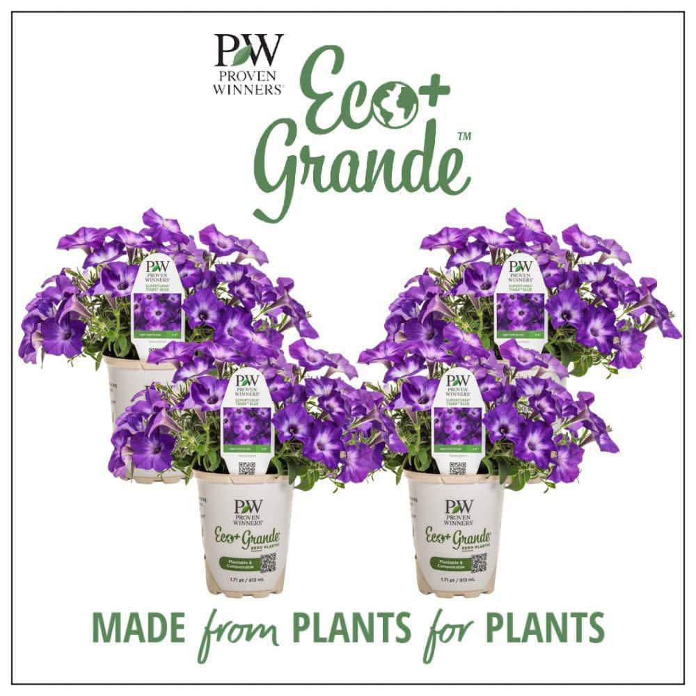 4.25 in. Eco+ Grande Supertunia Blue Tiara (Petunia Hybrid) Live Annual Plant with Purple Flowers 4-Pack - Hercitys
