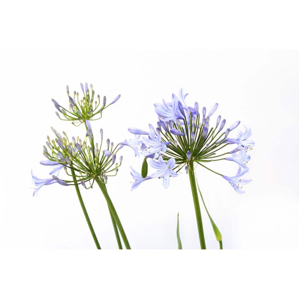 2.5 qt. Agapanthus Peter Pan – Perennial - Hercitys