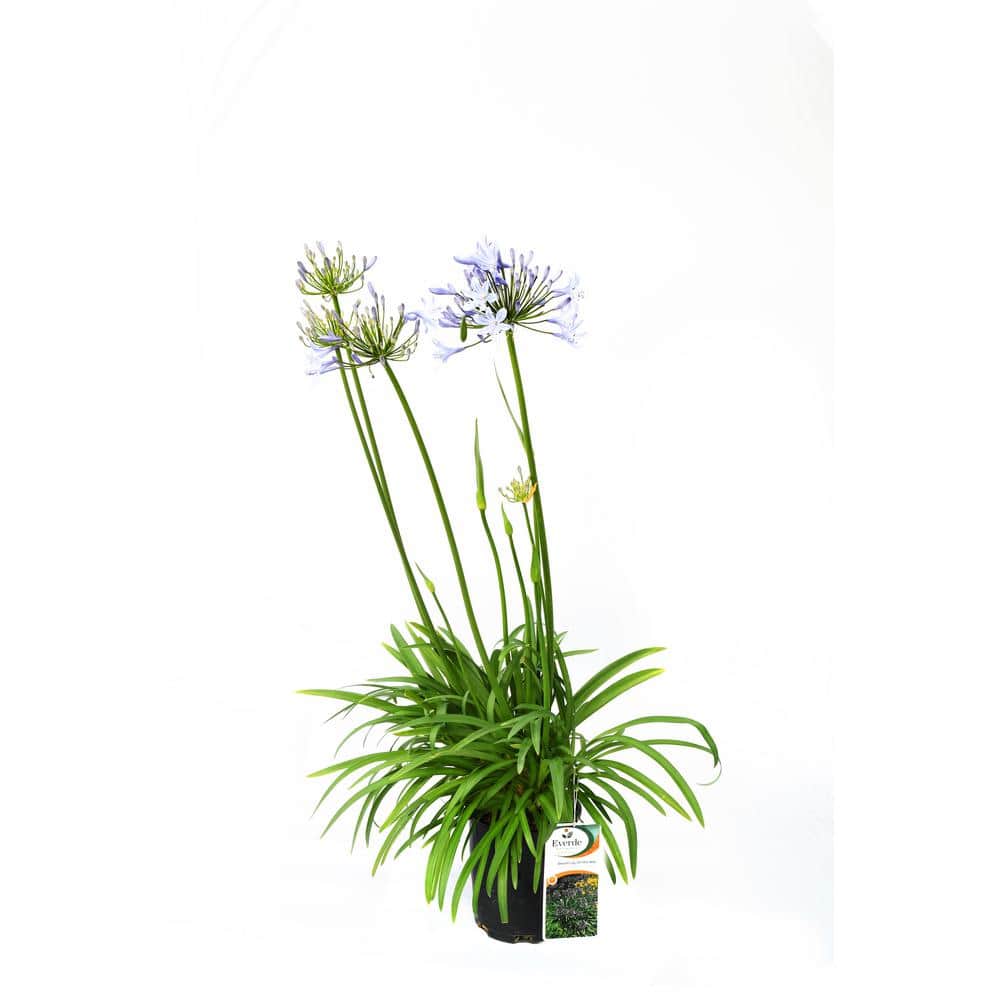 2.5 qt. Agapanthus Peter Pan – Perennial - Hercitys