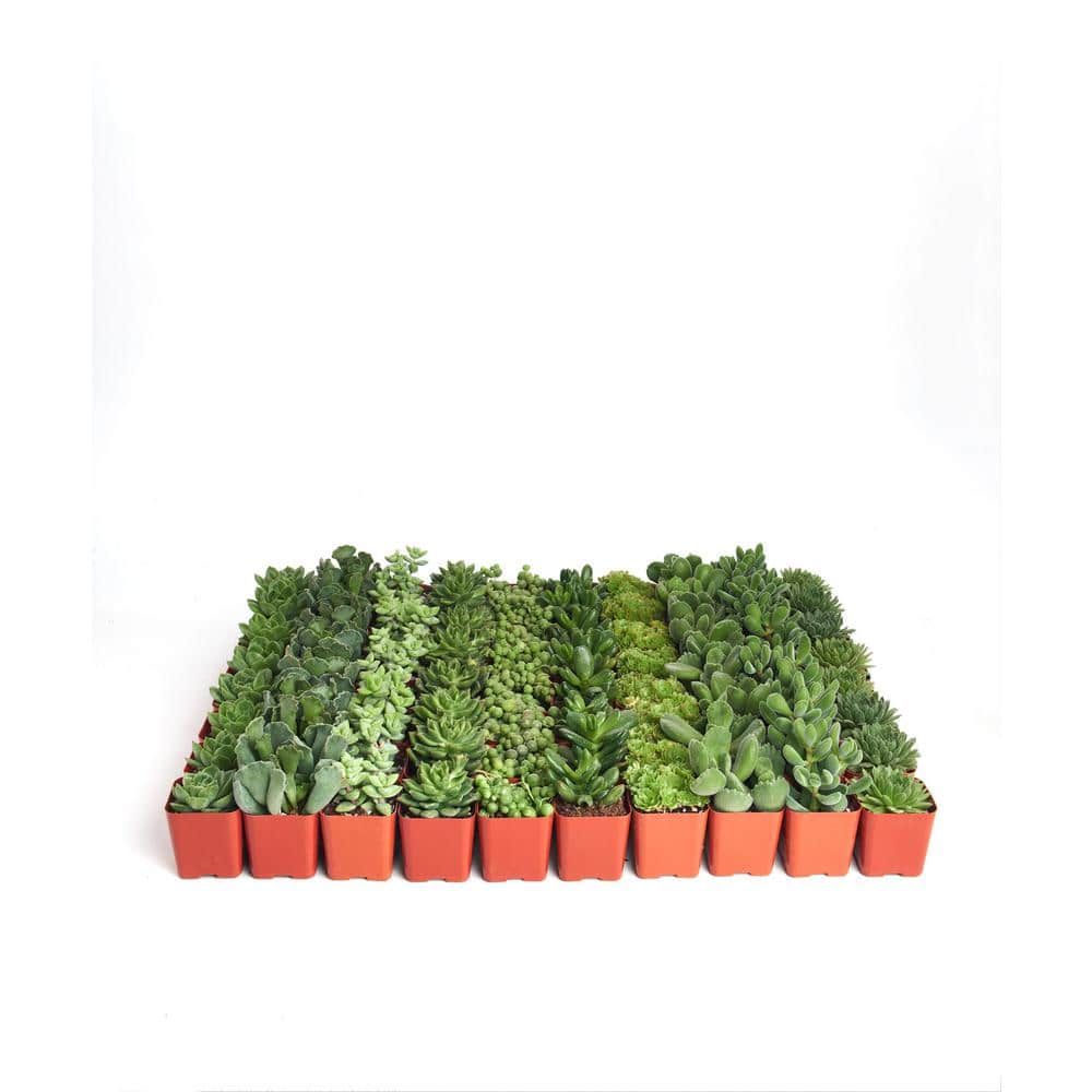2 in. Green Succulent (Collection of 64) - Hercitys
