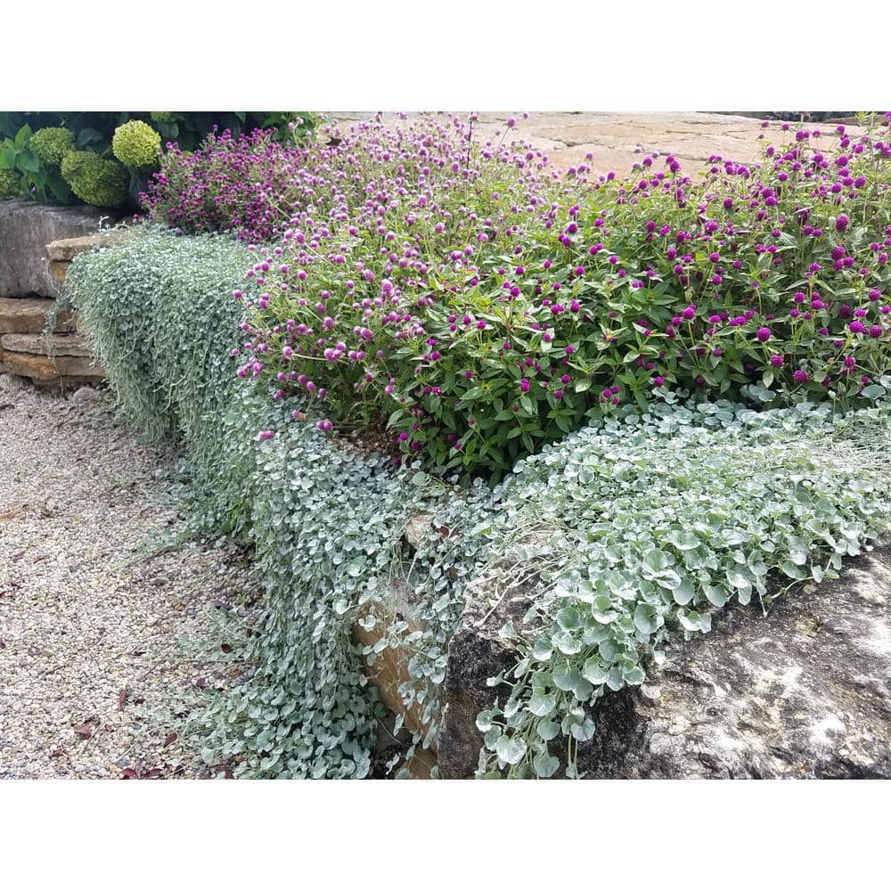 4.25 in. Eco+Grande Silver Falls (Dichondra) Live Plant, Silver-White Foliage ((4-Pack)) - Hercitys