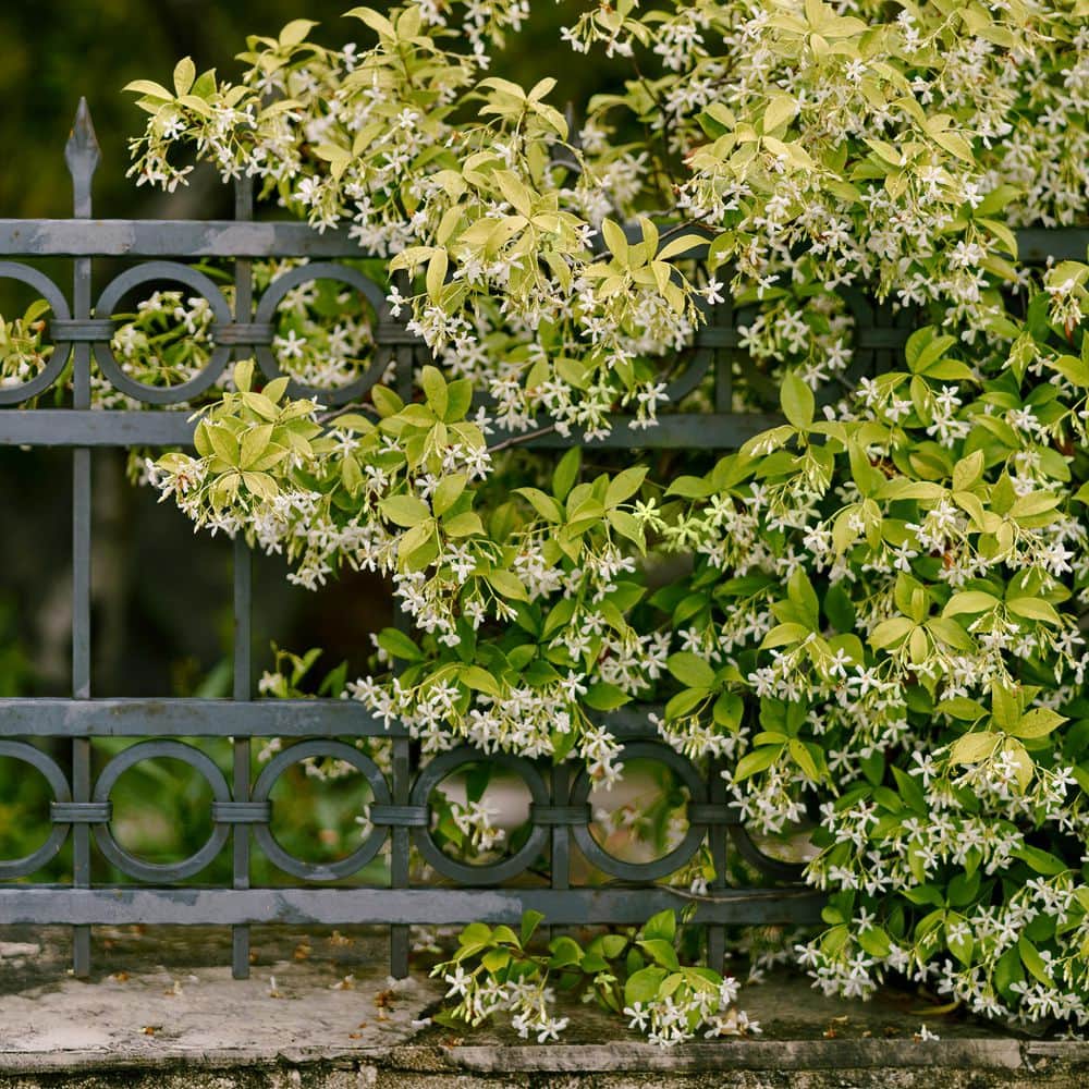 2.5 in. Star Jasmine Plant with White Flowers (3-Pack) - Hercitys