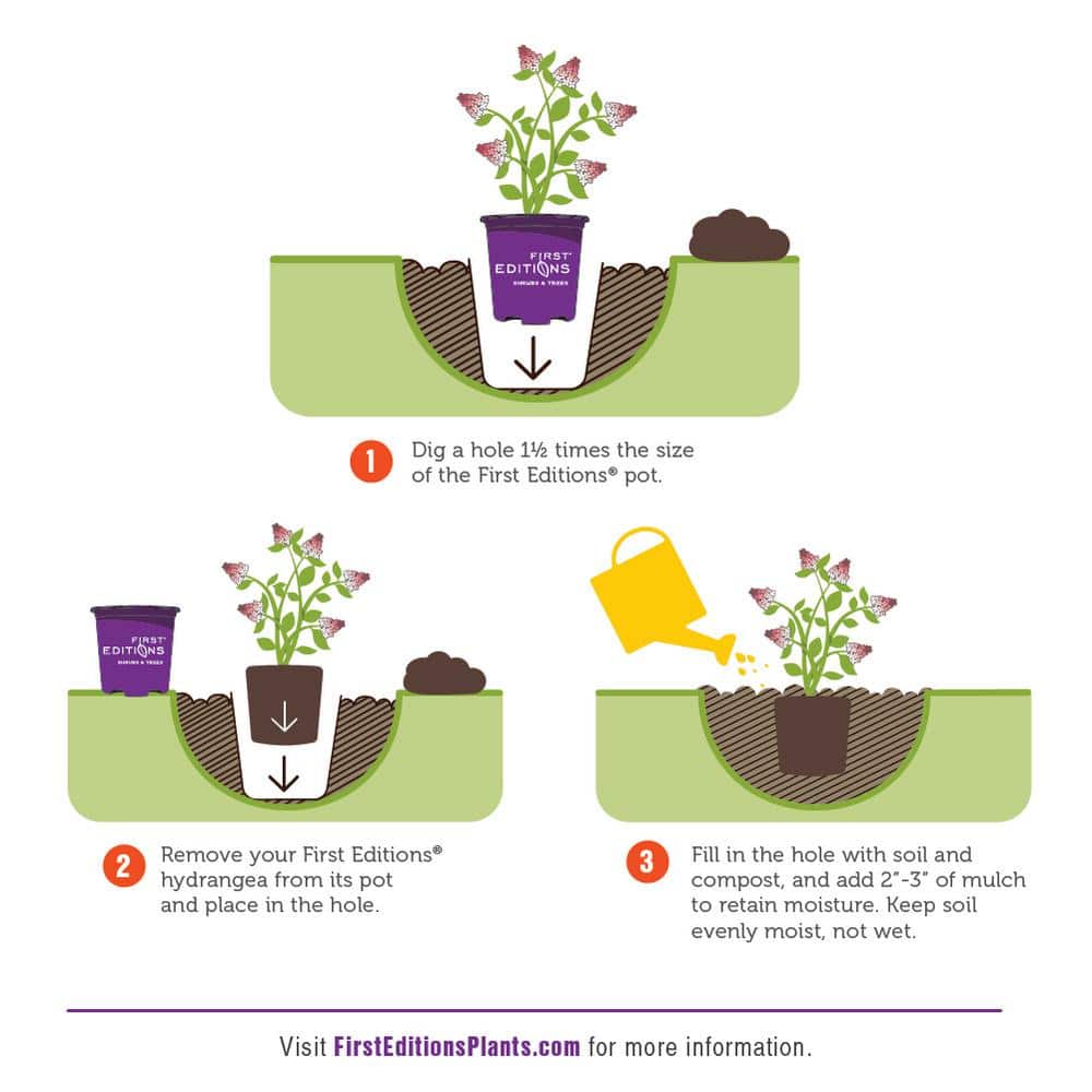 1 Gal. Strawberry Sundae Hydrangea Flowering Shrub with White to Pink Flowers - Hercitys