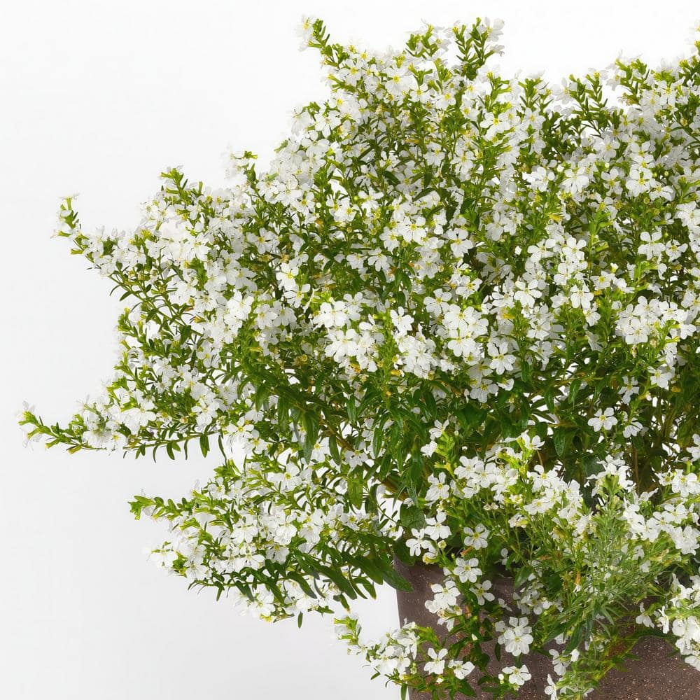 2.5 in. Cuphea Enchantia White Perennial Plant with White Flowers (3-Pack) - Hercitys