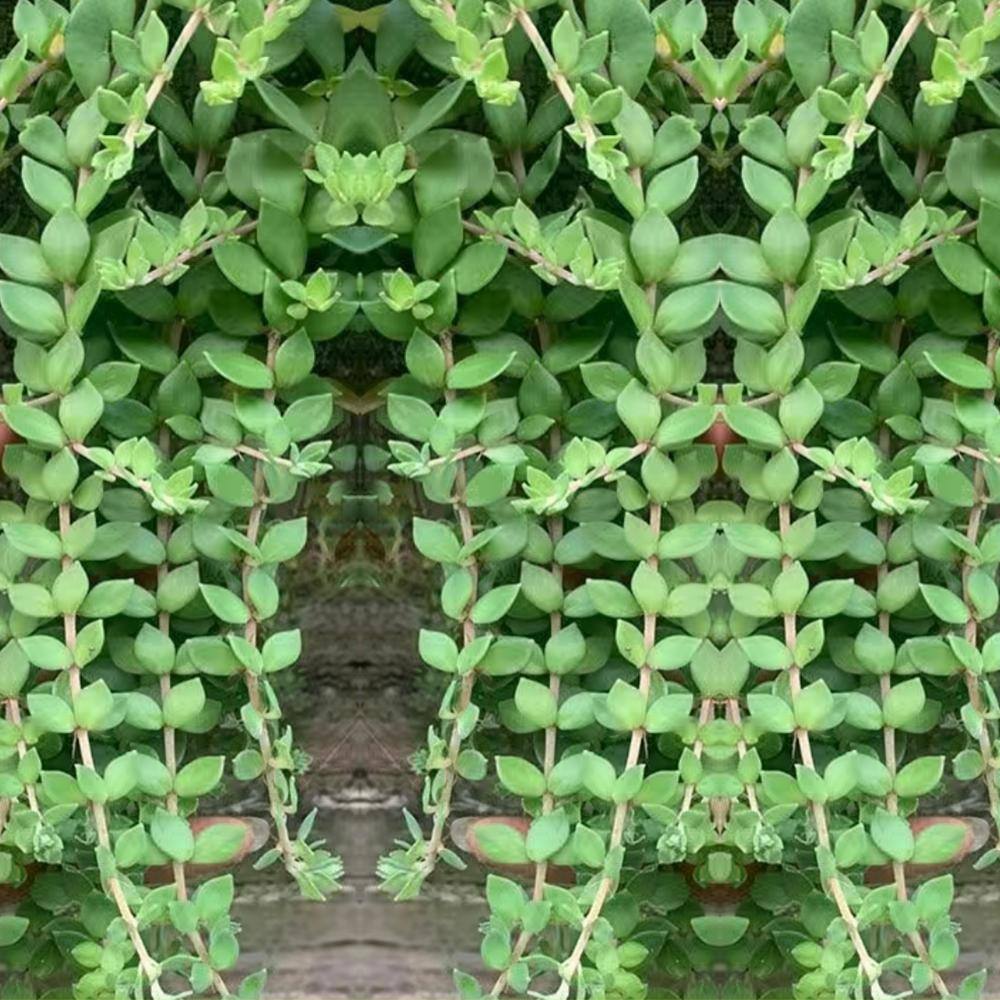 4 in. D x 3.5 in. H Non-Fragrant Gold Moss Stonecrop with Yellow Flowers (3-Pack) - Hercitys