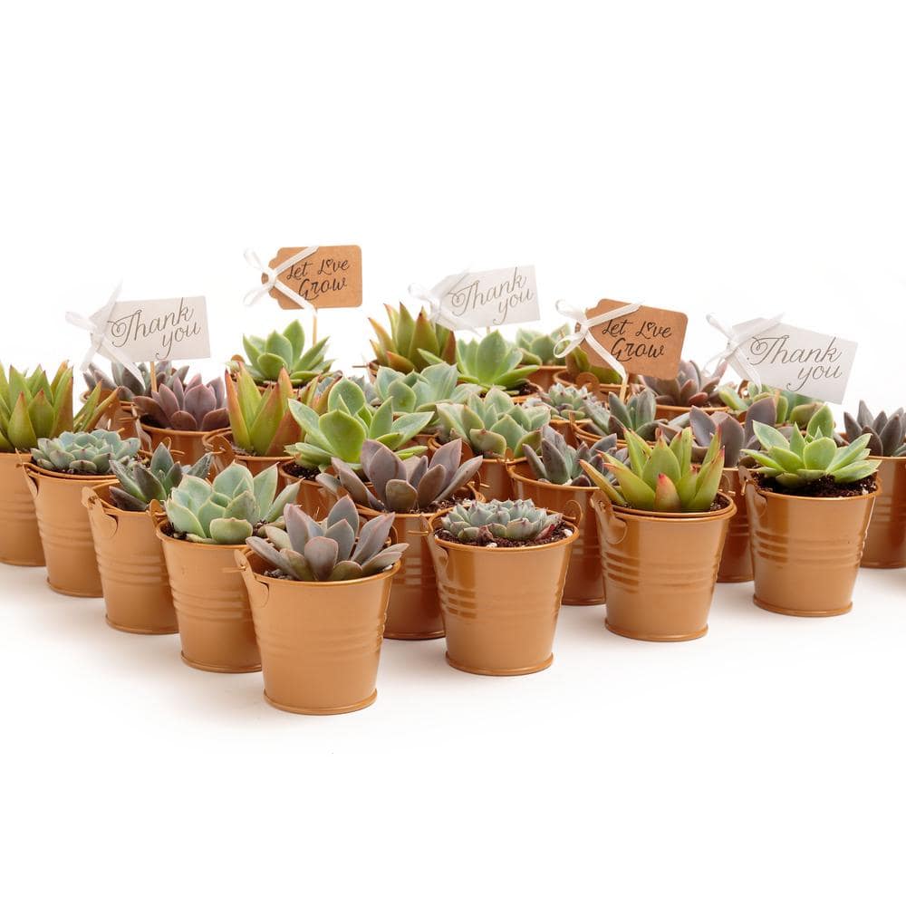 2 in. Wedding Event Rosette Succulents Plant with Caramel Metal Pails and Let Love Grow Tags (30-Pack) - Hercitys