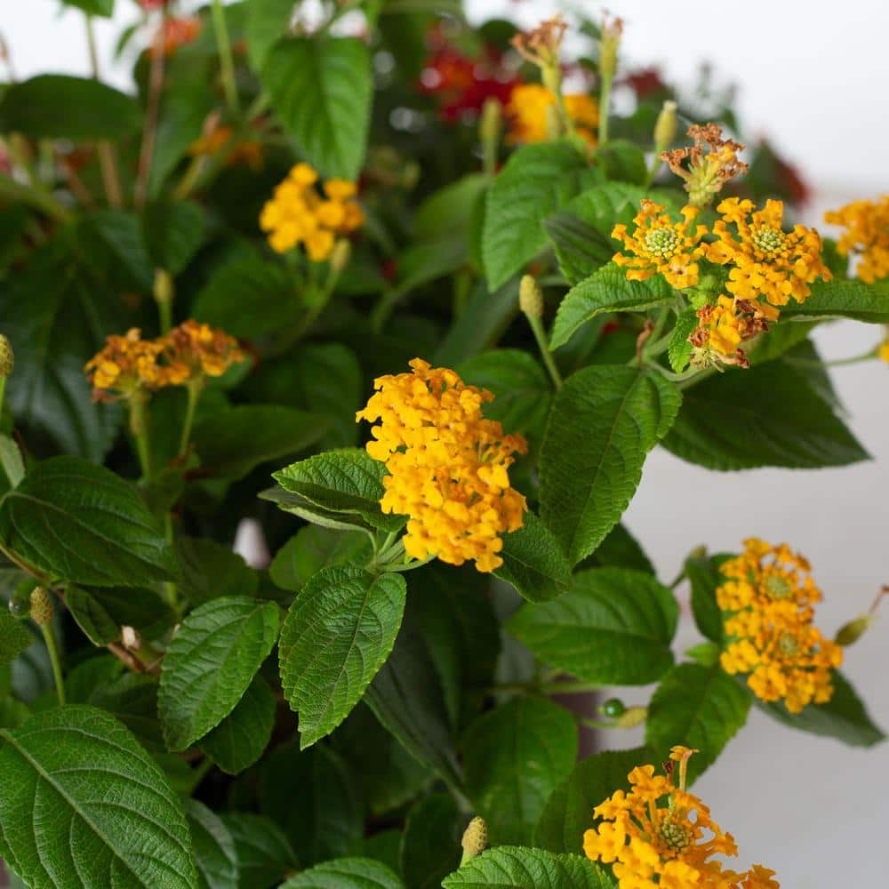 2.5 qt. Golden Yellow Pot of Gold Little Lucky Lantana, Live Perennial/Annual Plant with Reblooming Flowers - Hercitys