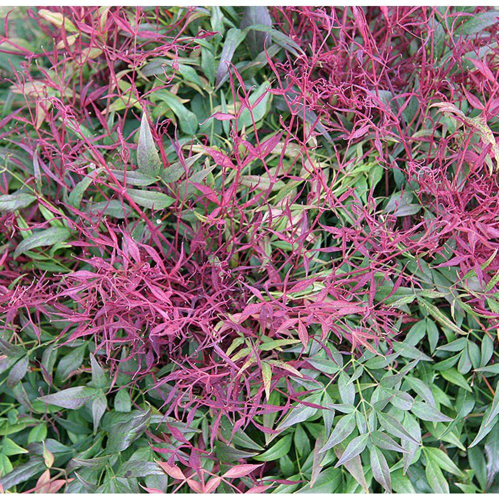 2.5 Qt. Gulf Stream Heavenly Bamboo Live Shrub with Small White Flowers - Hercitys