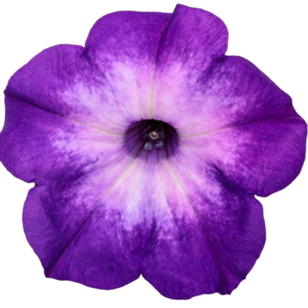 4.25 in. Eco+ Grande Supertunia Blue Tiara (Petunia Hybrid) Live Annual Plant with Purple Flowers 4-Pack - Hercitys