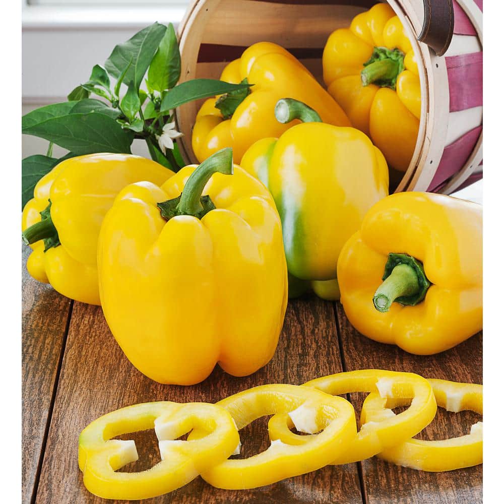 19 oz. Yellow Bell Pepper Plant (2-Pack) - Hercitys