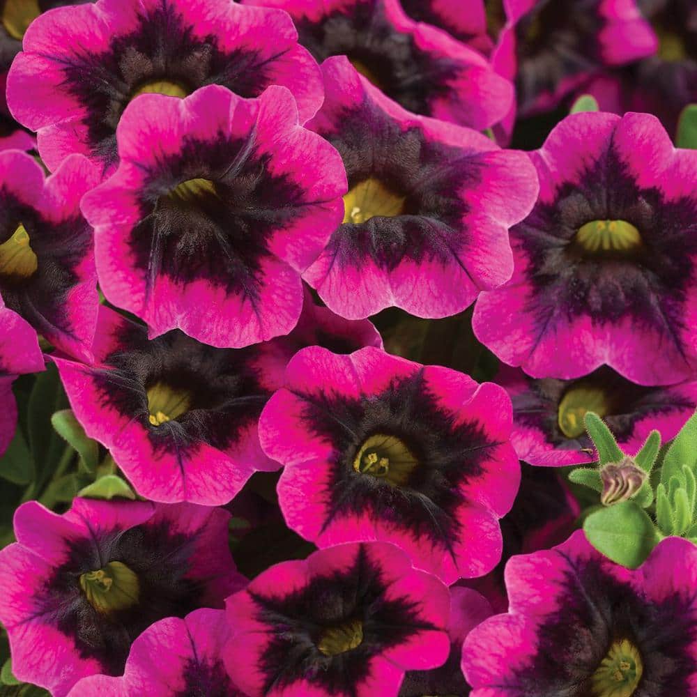 4.25 in. Eco+Grande, Superbells Blackcurrant Punch (Calibrachoa) Live Plant, Pink-Purple Flowers (4-Pack) - Hercitys