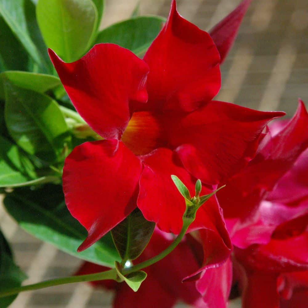 4 in. Mandevilla Plant with Red Flowers (12-Pack) - Hercitys