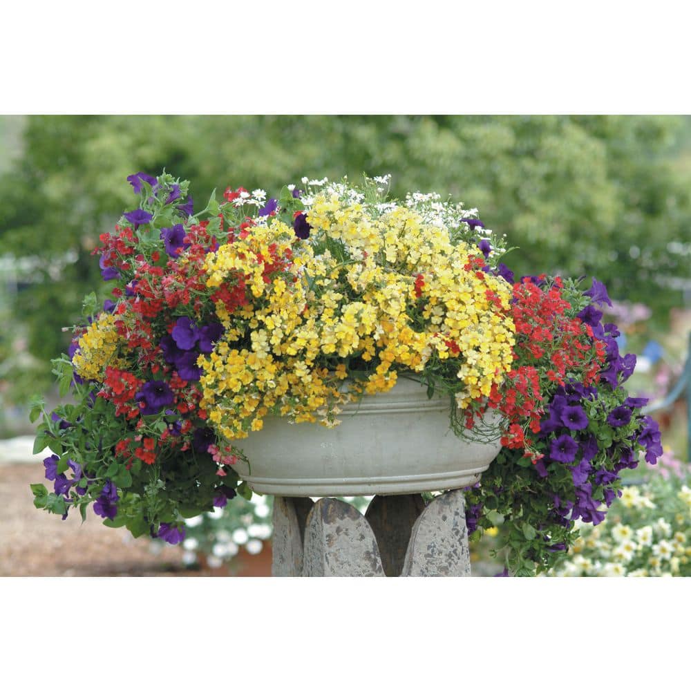 4.25 in. Eco+Grande Sunsatia Lemon (Nemesia) Live Plant, Yellow Flowers (4-Pack) - Hercitys