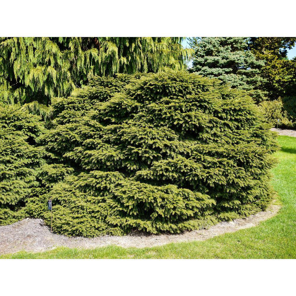 1 Gal. Bird’s Nest Norway Spruce Shrub Hardy, Uniquely Shaped, Lowmaintenance Dwarf Conifer - Hercitys