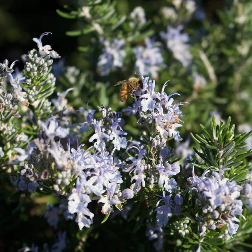 #5 container Creeping Rosemary Plant - Hercitys