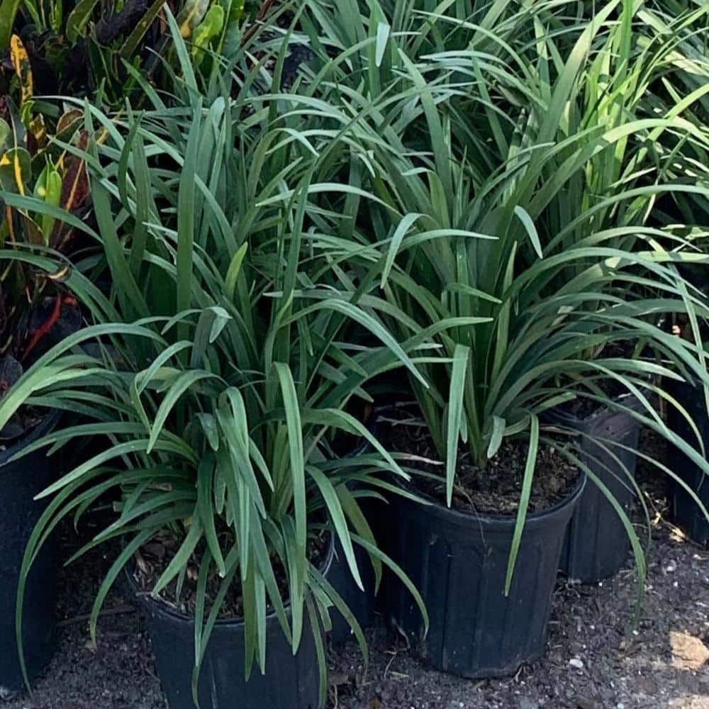 1 gal. Big Blue Lily Turf Plant - Hercitys