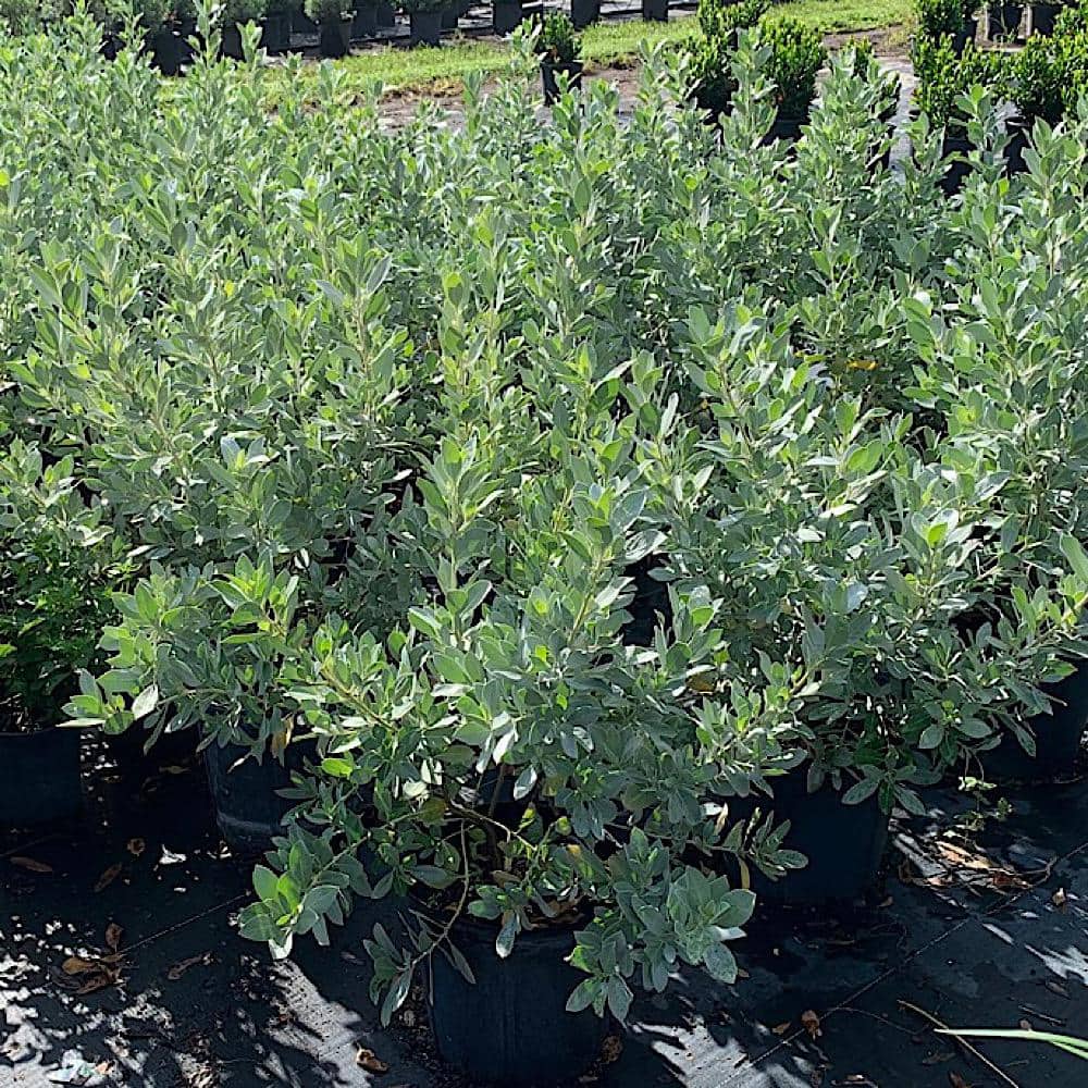 3 Gal. Silver Buttonwood Shrub with White Flowers - Hercitys