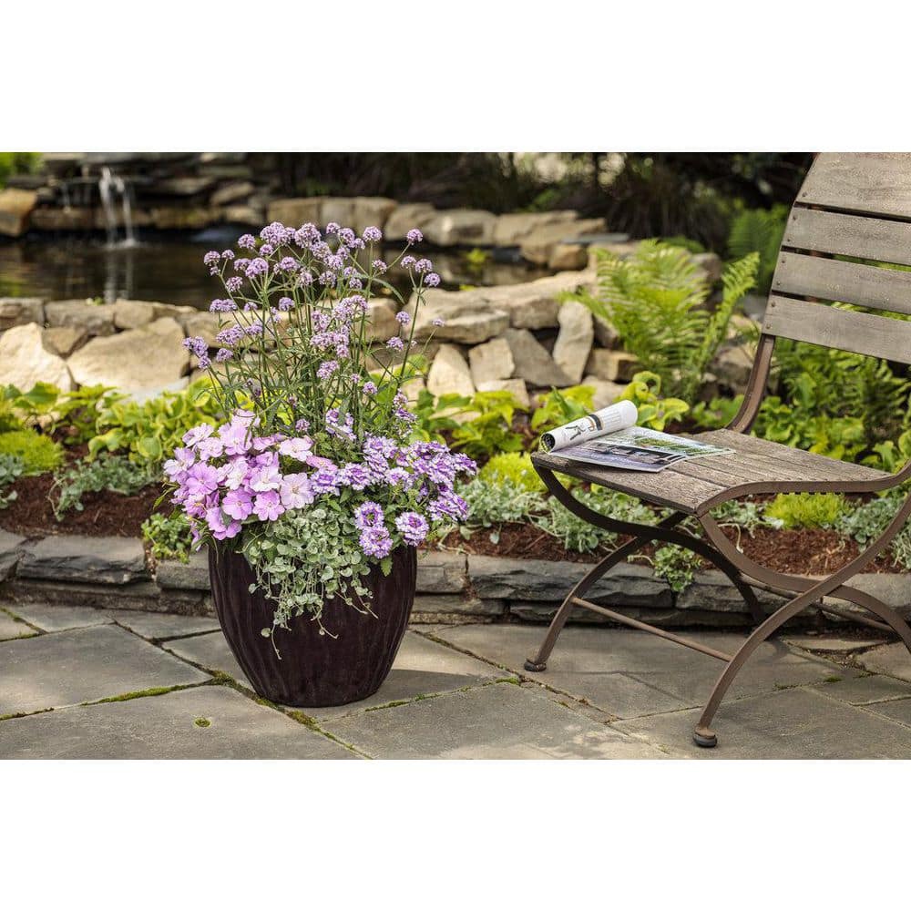 4.25 in. Eco+Grande Superbena Royale Sparkling Amethyst (Verbena) Live Plant, Purple and White Flowers (4-Pack) - Hercitys
