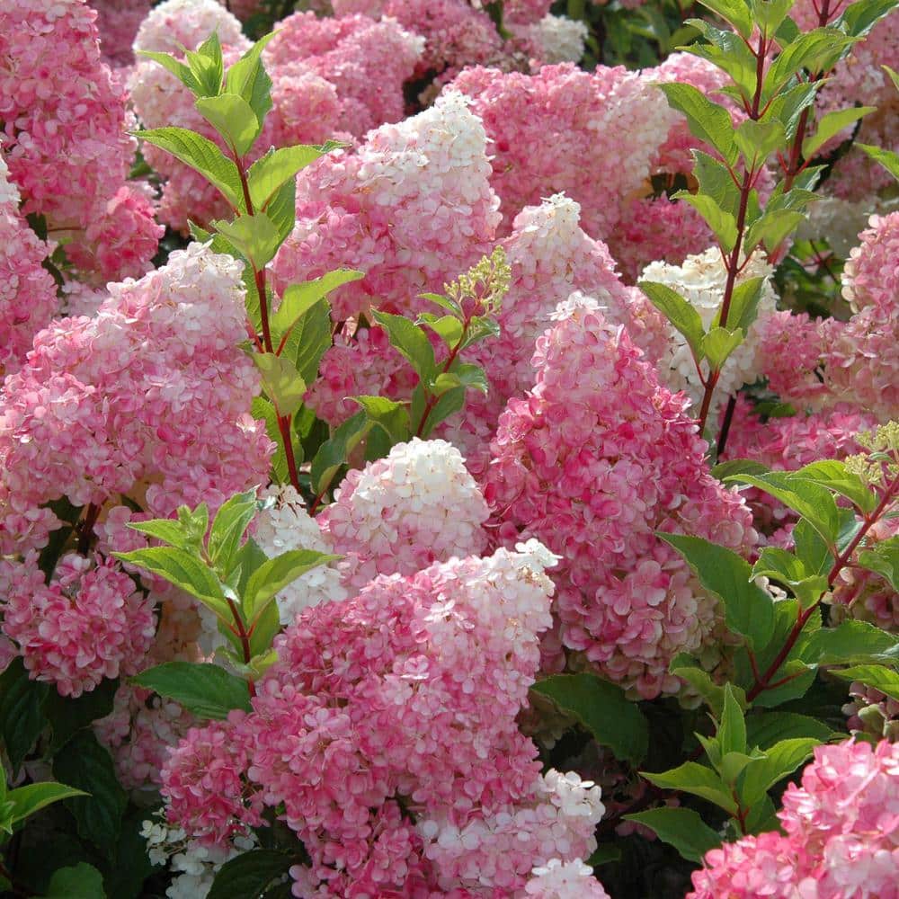 3 Gal. Vanilla Strawberry Panicle Hydrangea Shrub with Pink Flowers - Hercitys