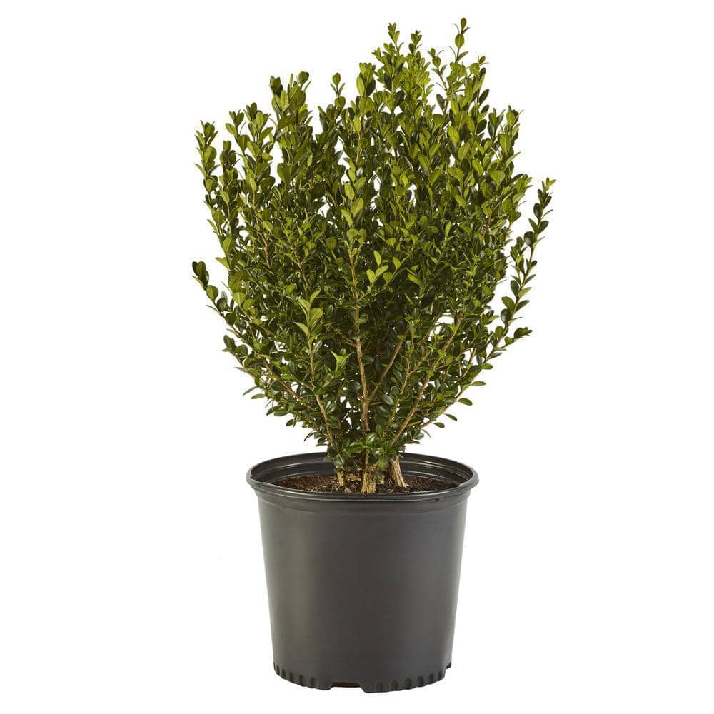 2.25 Gal. Wintergreen Boxwood Shrub Plant - Hercitys