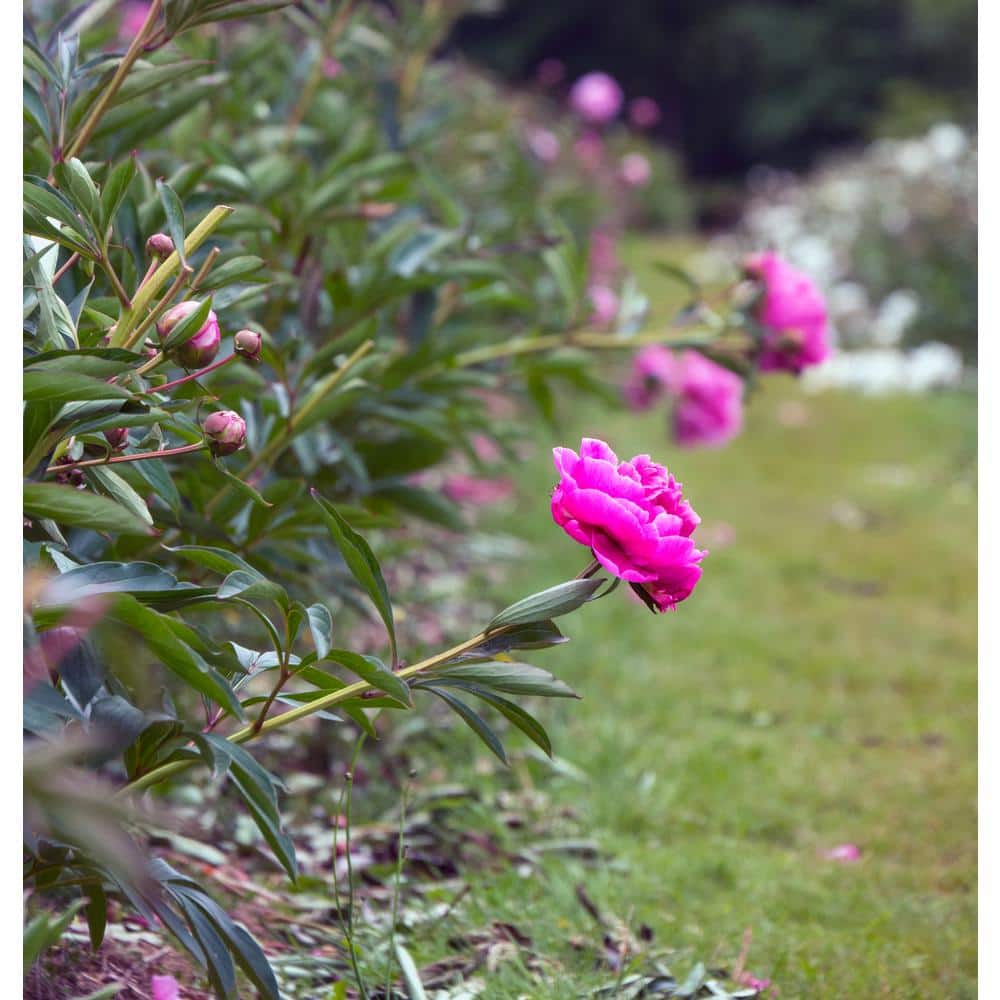 #5 Container Peony Dr. Alexander Fleming Plant - Hercitys