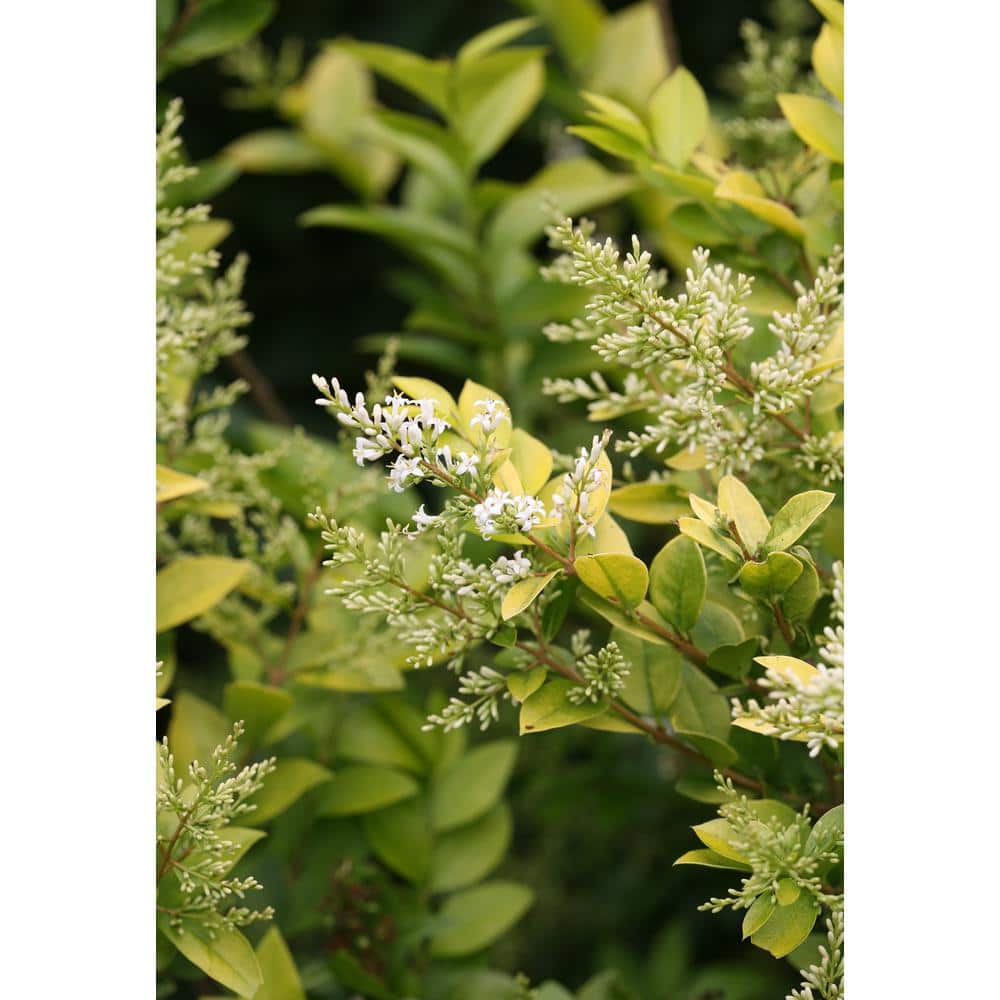 4.5 in. Qt. Golden Ticket Privet (Ligustrum) Live Shrub, White Flowers and Yellow Foliage - Hercitys