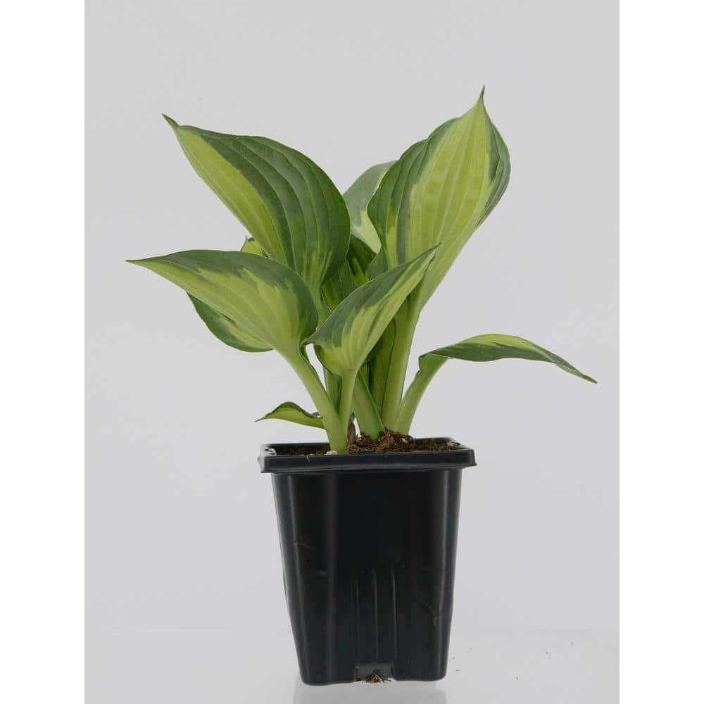 1.0 qt. Perennial Hosta Yellow Variegated (2-Pack) - Hercitys