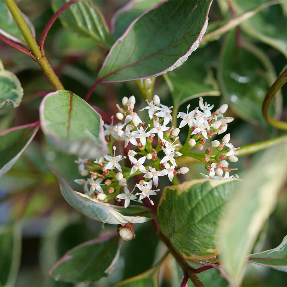 2 Gal. Sgt Pepper Dogwood Shrub - Hercitys