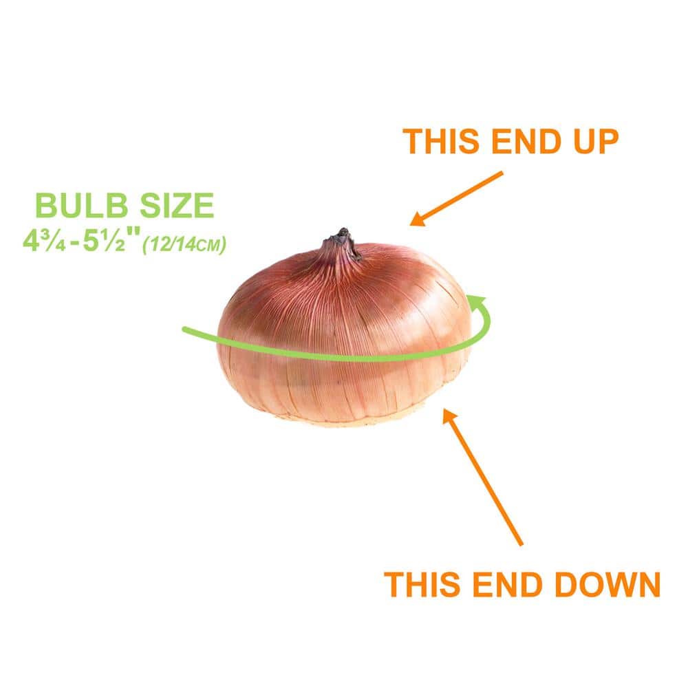 12 cm/14 cm, Purple Milka Gladiolus Flower Bulbs (Bag of 30) - Hercitys