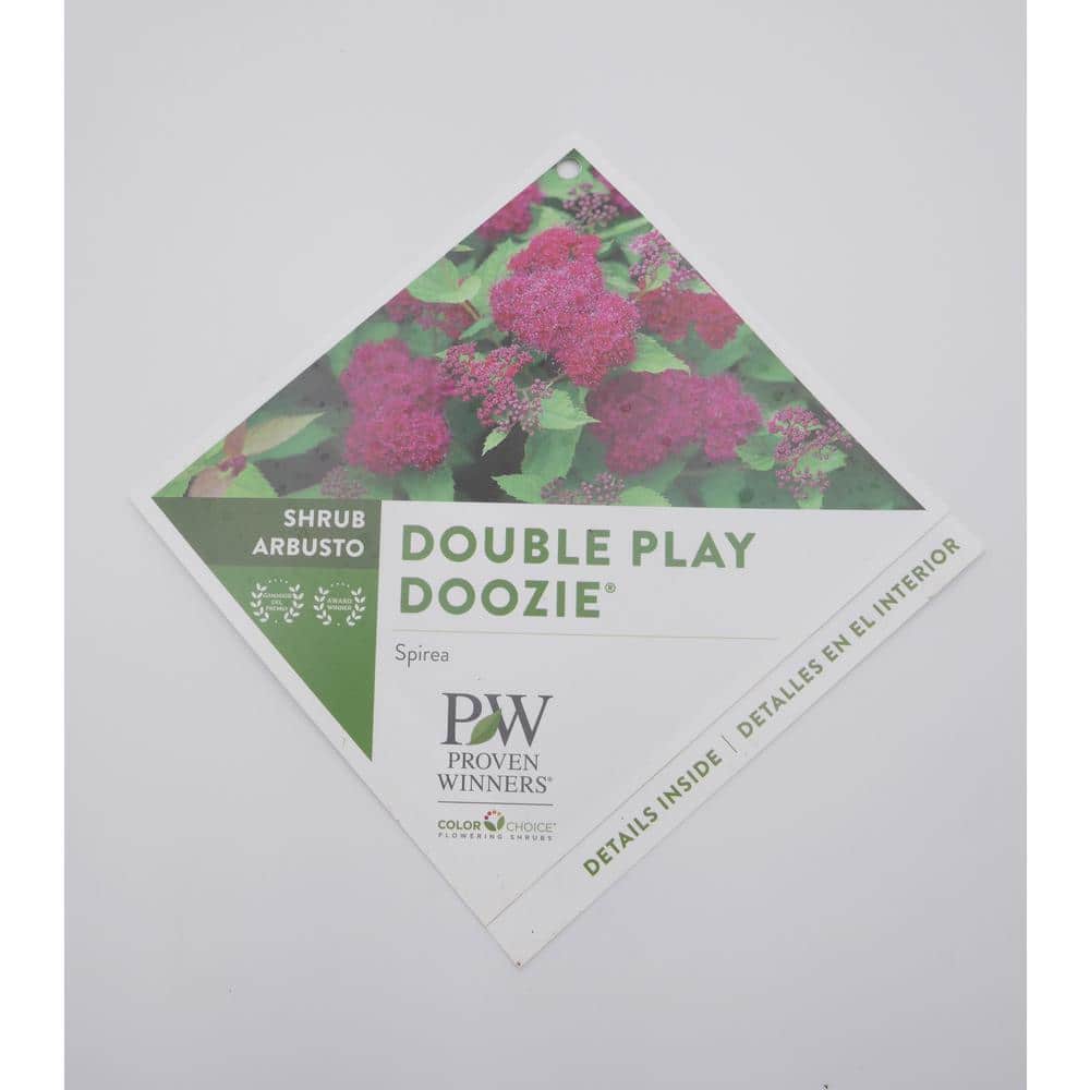 3 Gal. Double Play Doozie Spirea Flowering Live Shrub with Red Flowers - Hercitys