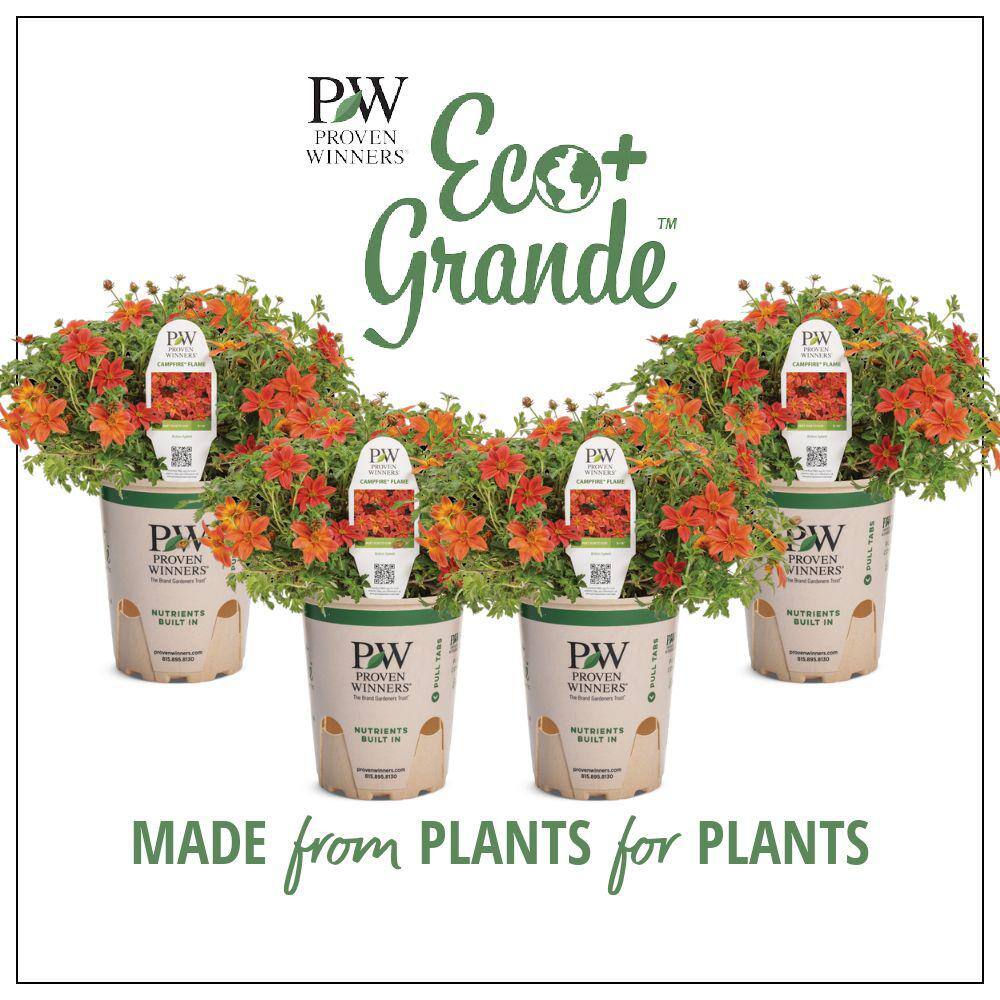 4.25 in. Eco Plus Grande, Campfire Flame Live Annual Plant, Orange and Red Flowers (4-Pack) - Hercitys