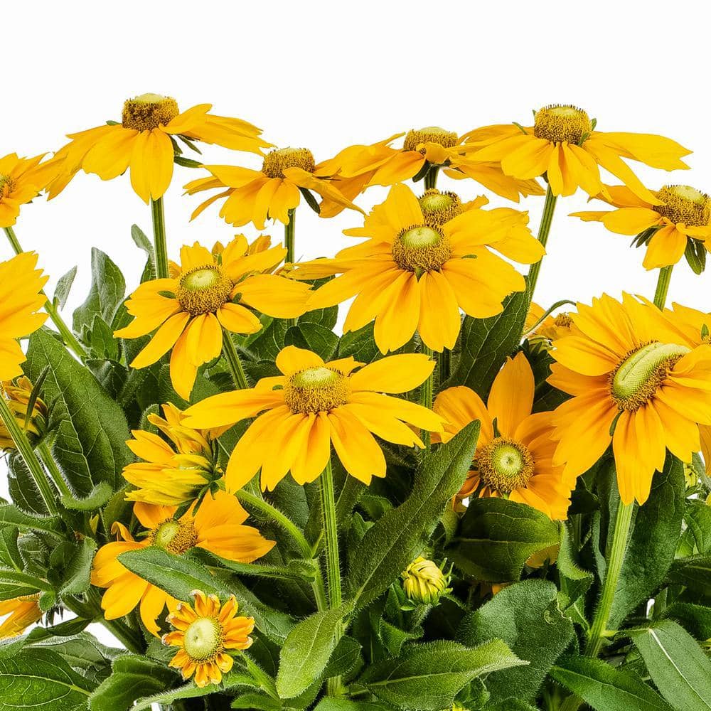 2 Qt. Denver Daisy Rudbeckia Black Eyed Susan Yellow Perennial Plant (3-Pack) - Hercitys