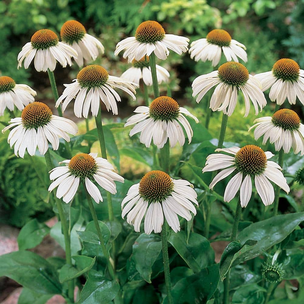 1 Gal. Pot, White Swan Coneflower Flowering Perennial Plant (1-Pack) - Hercitys