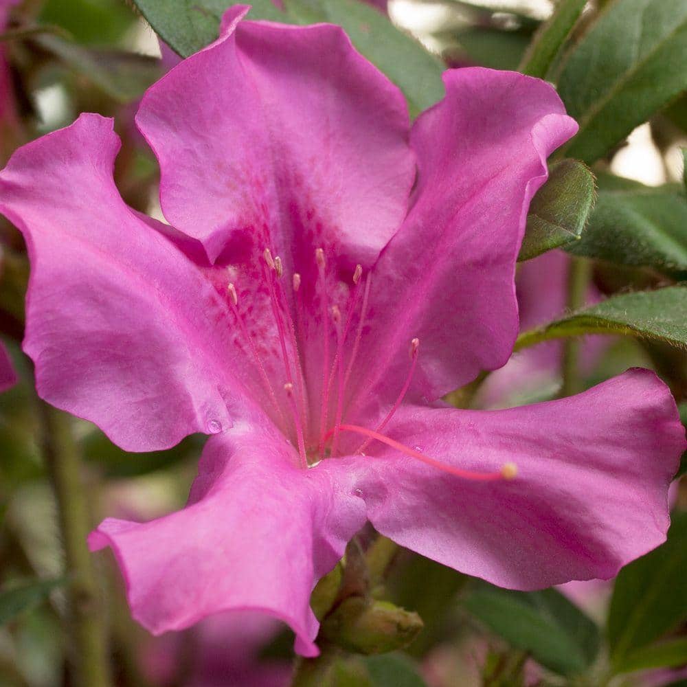 2 Gal. Autumn Royalty Reblooming Azalea Shrub with Purple Flowers - Hercitys