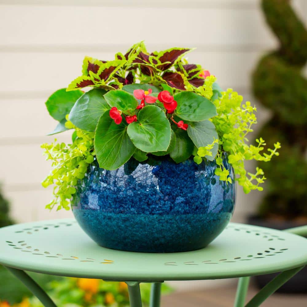 1 Pt. Lysimachia Creeping Jenny Yellow Perennial Plant (6-Pack) - Hercitys